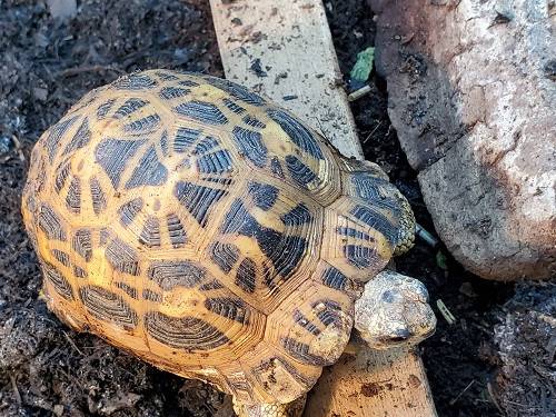 特技 キバラクモノスガメ編の写真