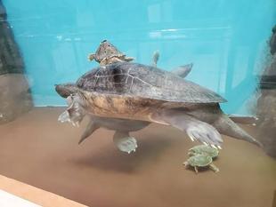 特技 インドセタカガメ編