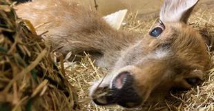 ミキちゃんの食とシカの食