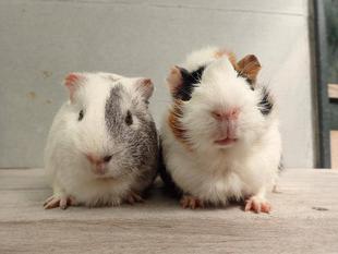 モルモットのお名前～見た目の巻①～