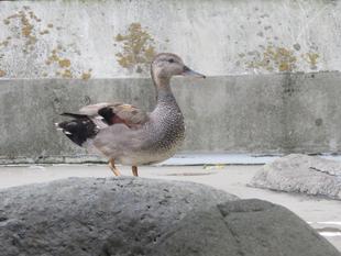 脚環つけ方教室