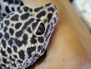目力コンテスト 結果発表