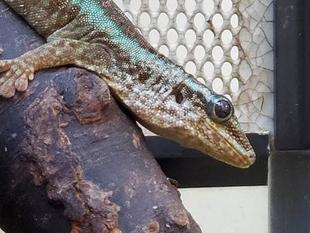 特技 ニシキヒルヤモリ編