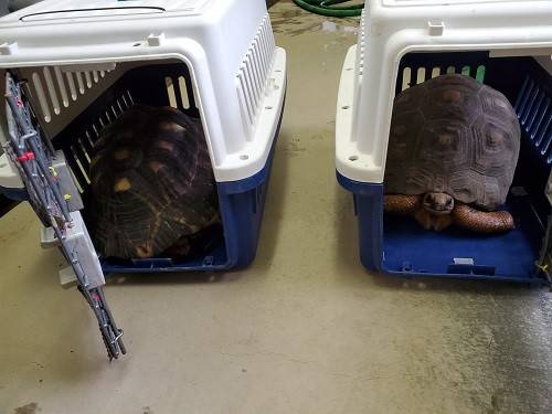特技 ホウシャガメ編の写真