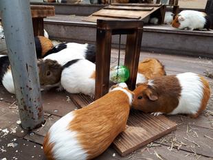 モルごっつんフィーダー・・・?