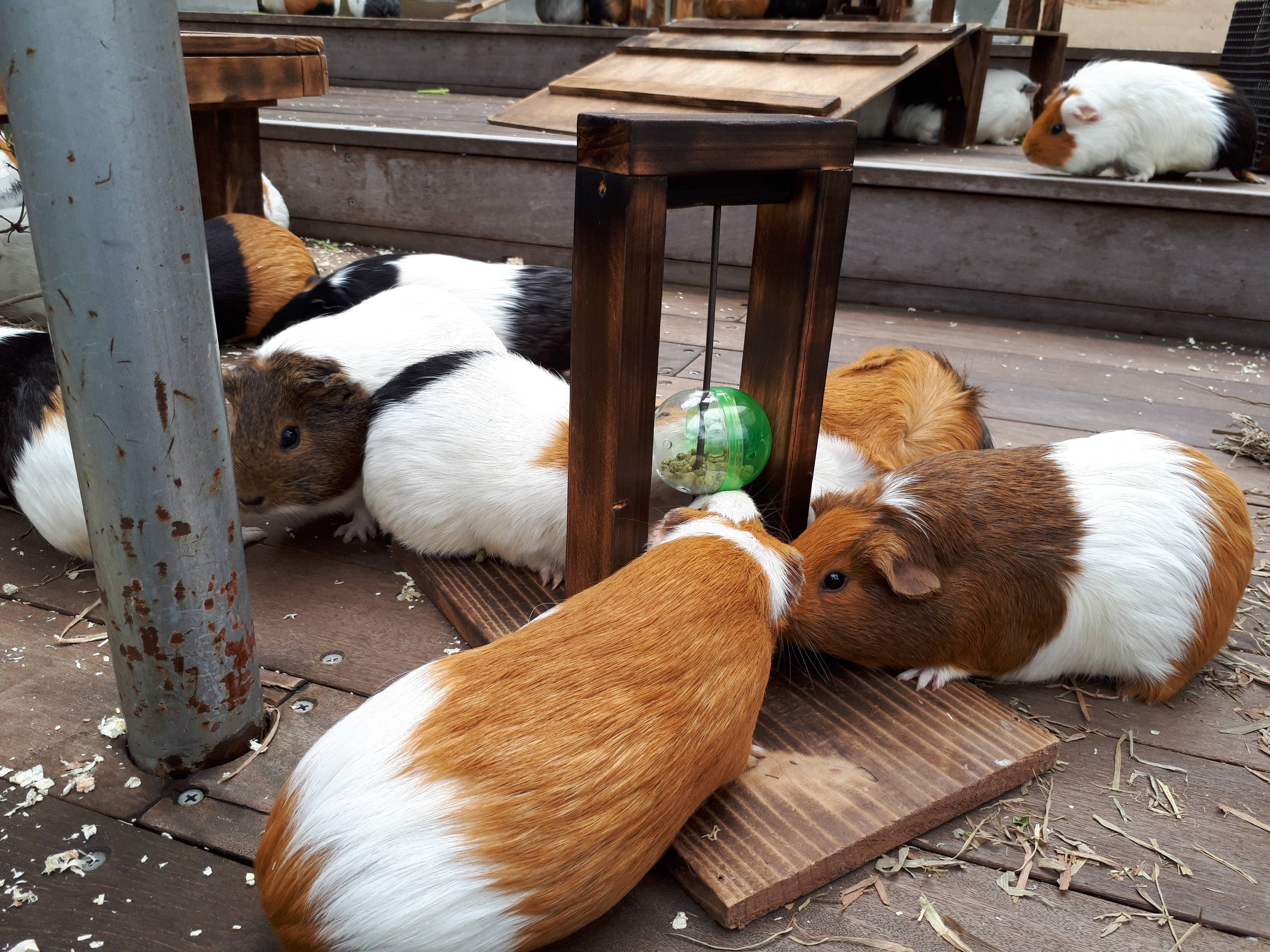 モルごっつんフィーダー・・・?の写真