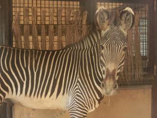 グレビーシマウマのラッキーが仲間入り!