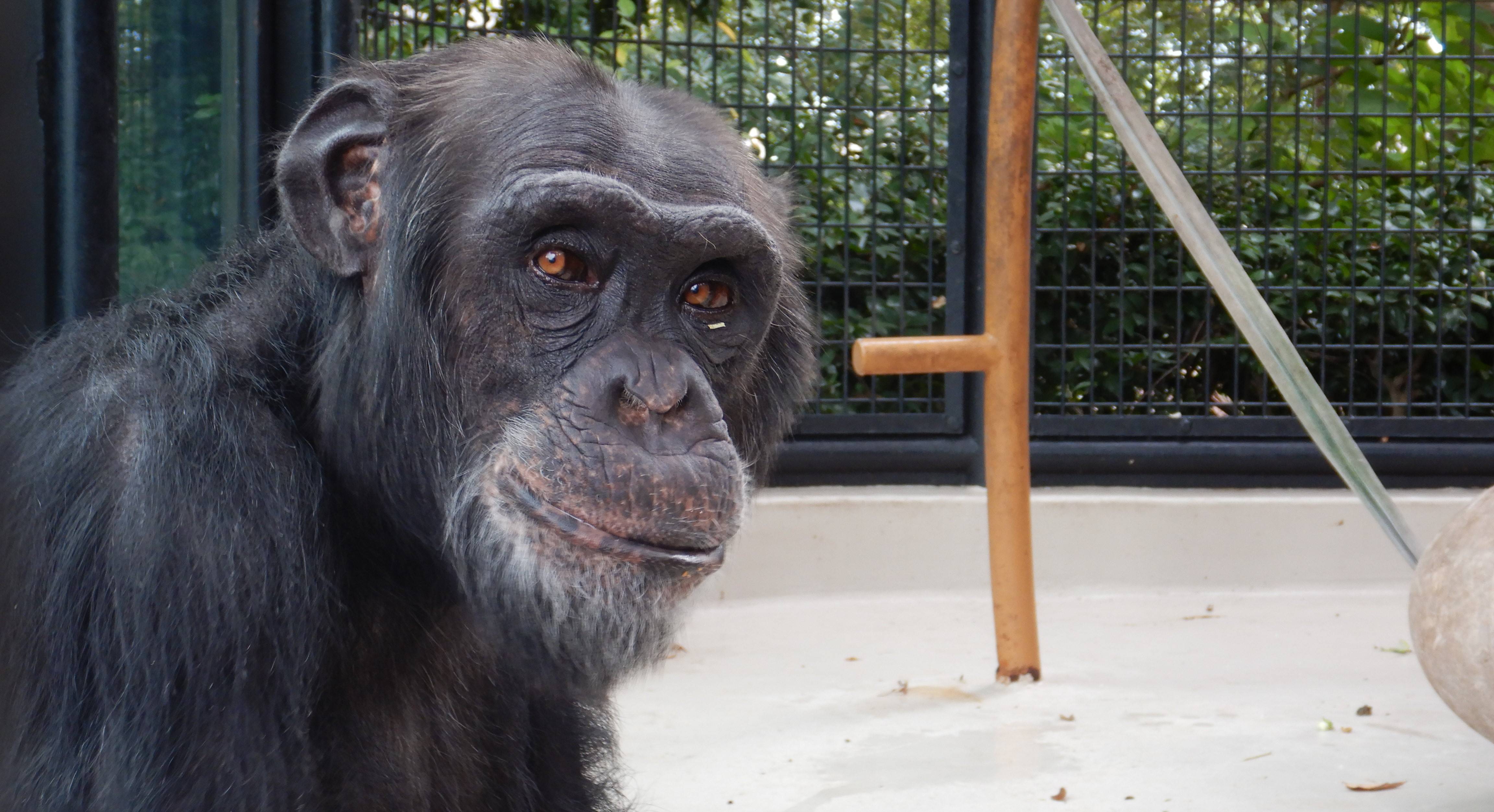 中止 チンパンジー 動物たちのお食事タイム 繰り返しイベント 野毛山動物園公式サイト 公益財団法人 横浜市緑の協会 中止 チンパンジー 動物たちのお食事タイム 繰り返しイベント 野毛山動物園公式サイト 公益財団法人 横浜市緑の協会