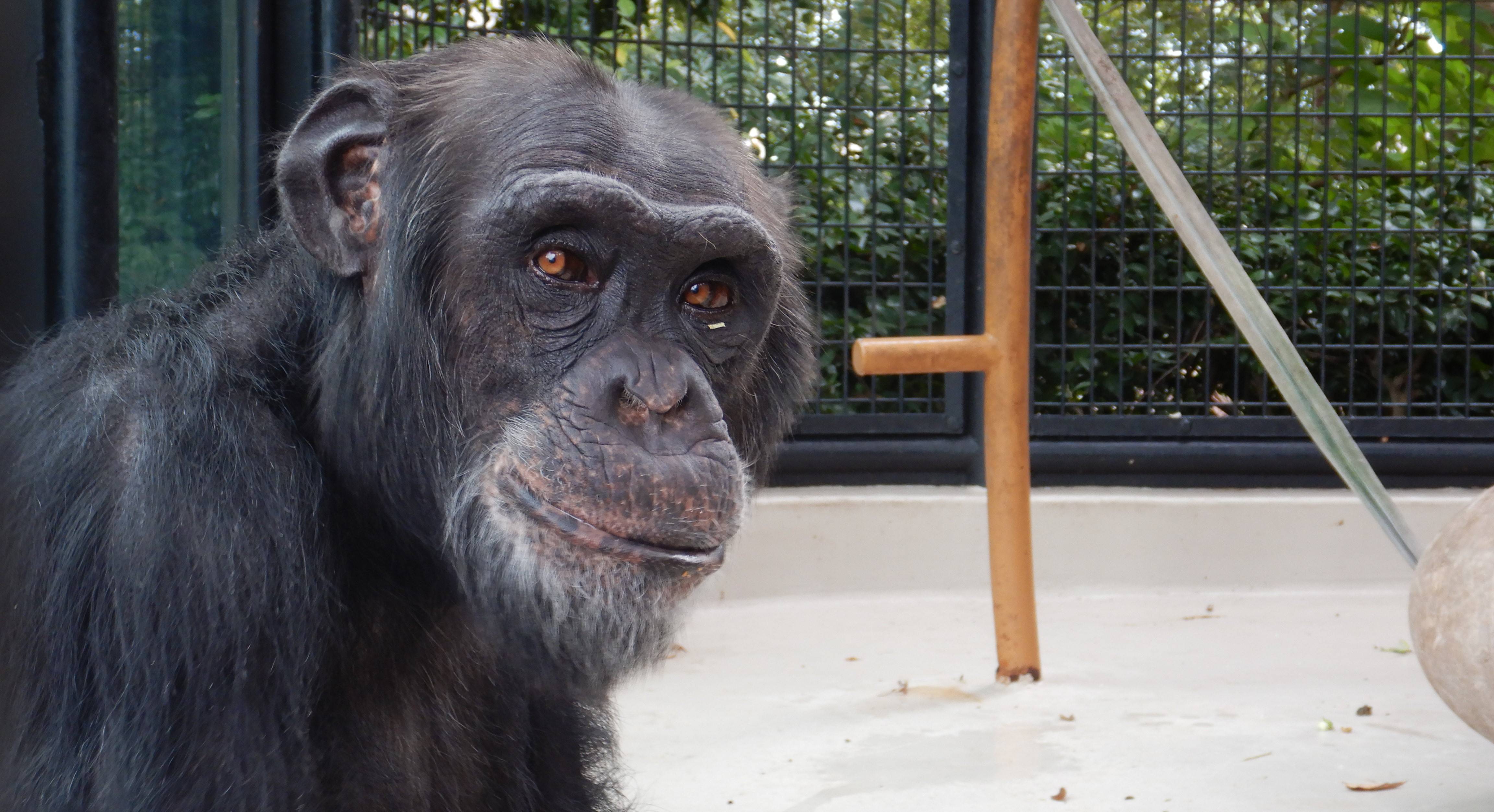 中止 チンパンジー 動物たちのお食事タイム 繰り返しイベント 野毛山動物園公式サイト 公益財団法人 横浜市緑の協会