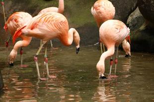 フラミンゴの繁殖事情