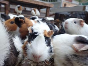 モルモットのお名前~見た目の巻②~