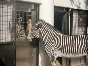 ラッキー、ココロに出会う