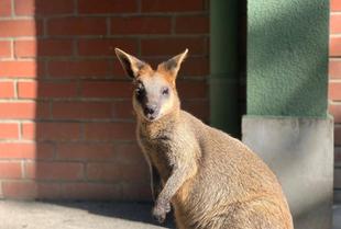 ブブちゃんの分も