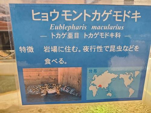 ヒョウモントカゲモドキについての写真