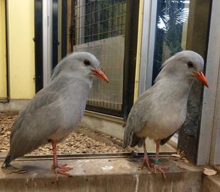 カグーのあったまるーむ