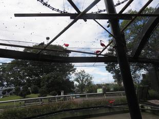 バードケージの止まり木交換