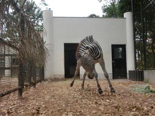 ラッキー、外に出る練習を開始！