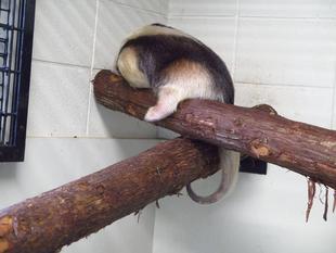 アサヒの 1 ショット ブログ