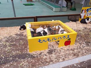 モルモルハウス