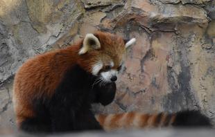 レッサーパンダの「イチゴ」がデビューしました！