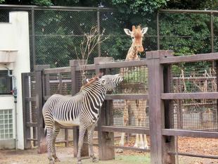 ラッキー、キリンに出会う