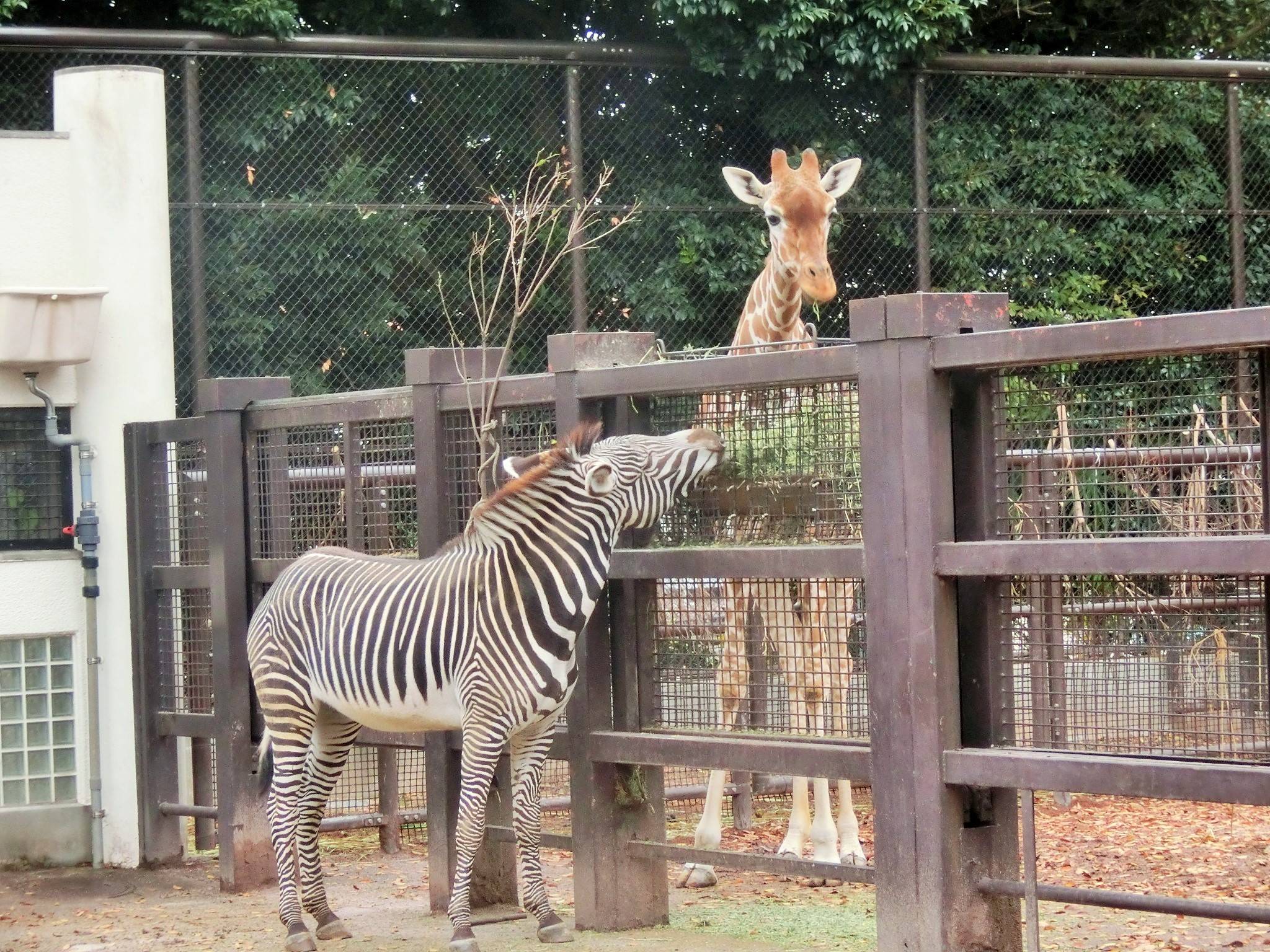 ラッキー、キリンに出会うの写真