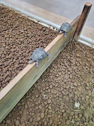 爬虫類館のあれ