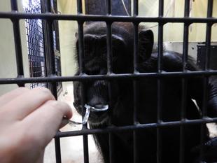 新米、ピーコさんにスプーンをほぼ取られなくなる。