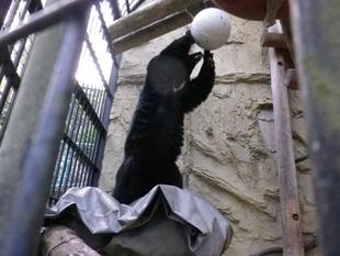 クマだって、エクササイズ