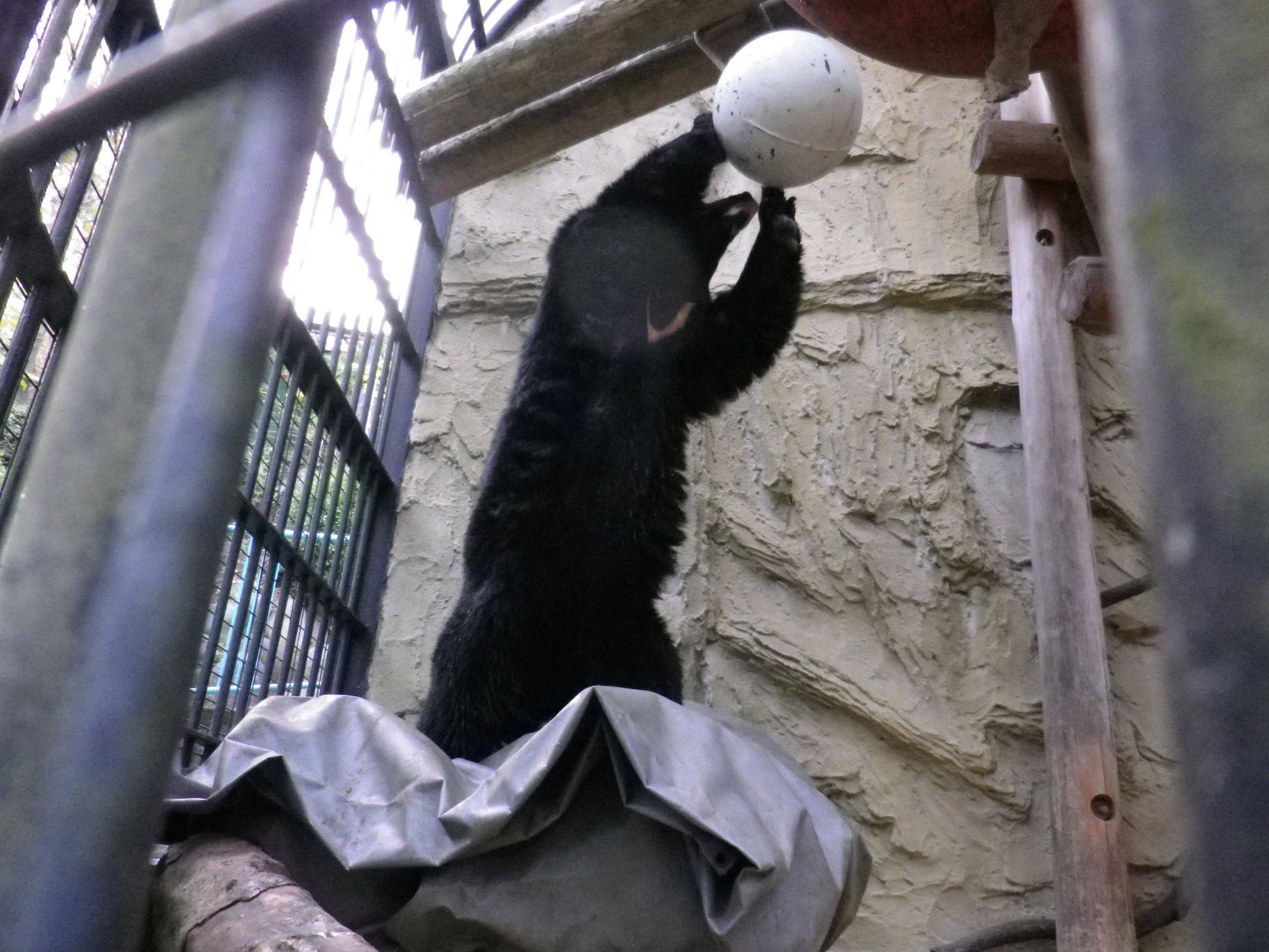 クマだって、エクササイズの写真