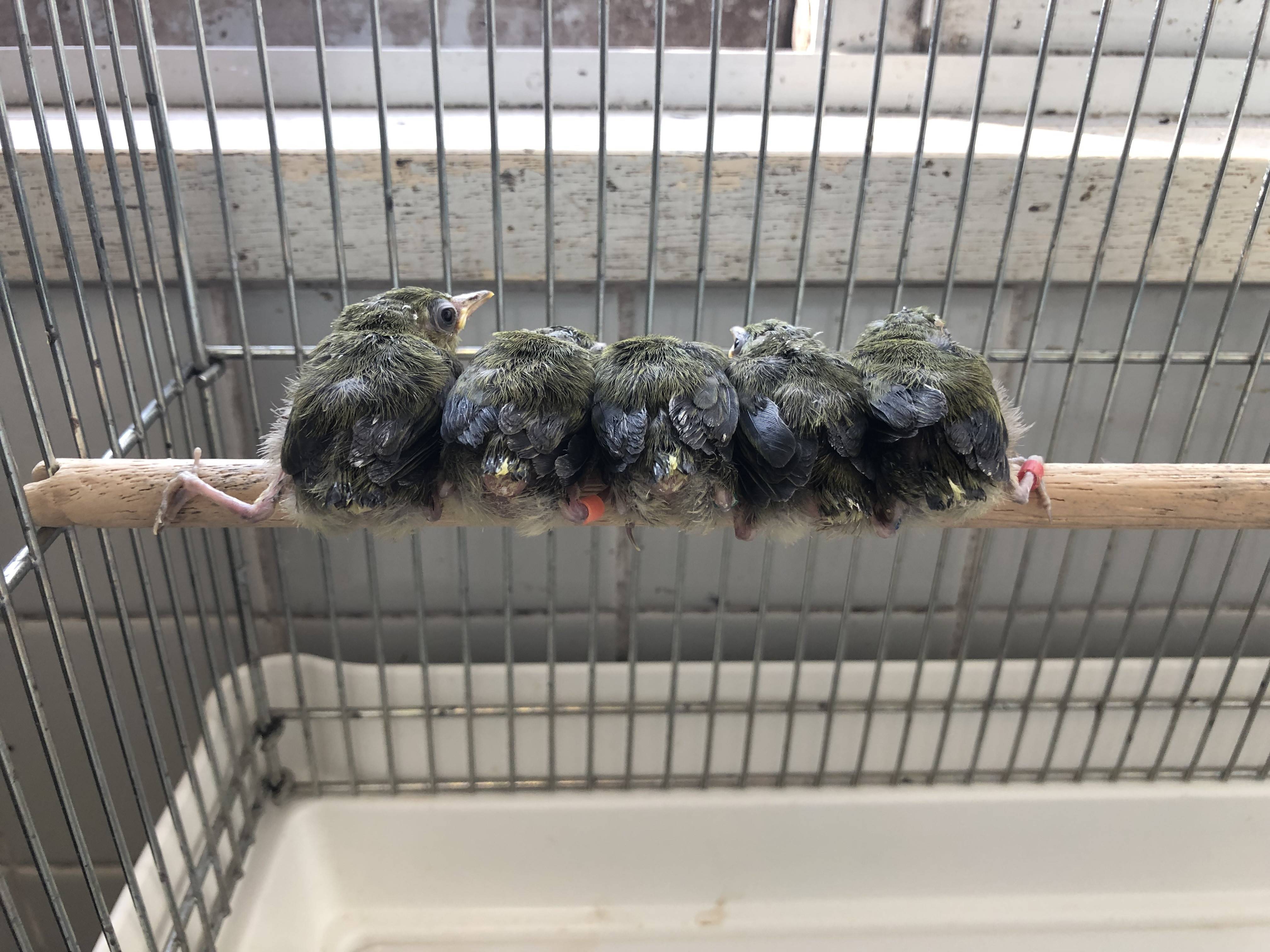 育雛日記3の写真
