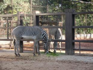 ラッキーとココロ、全身でご対面