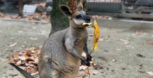 小松菜ありがとうございました！