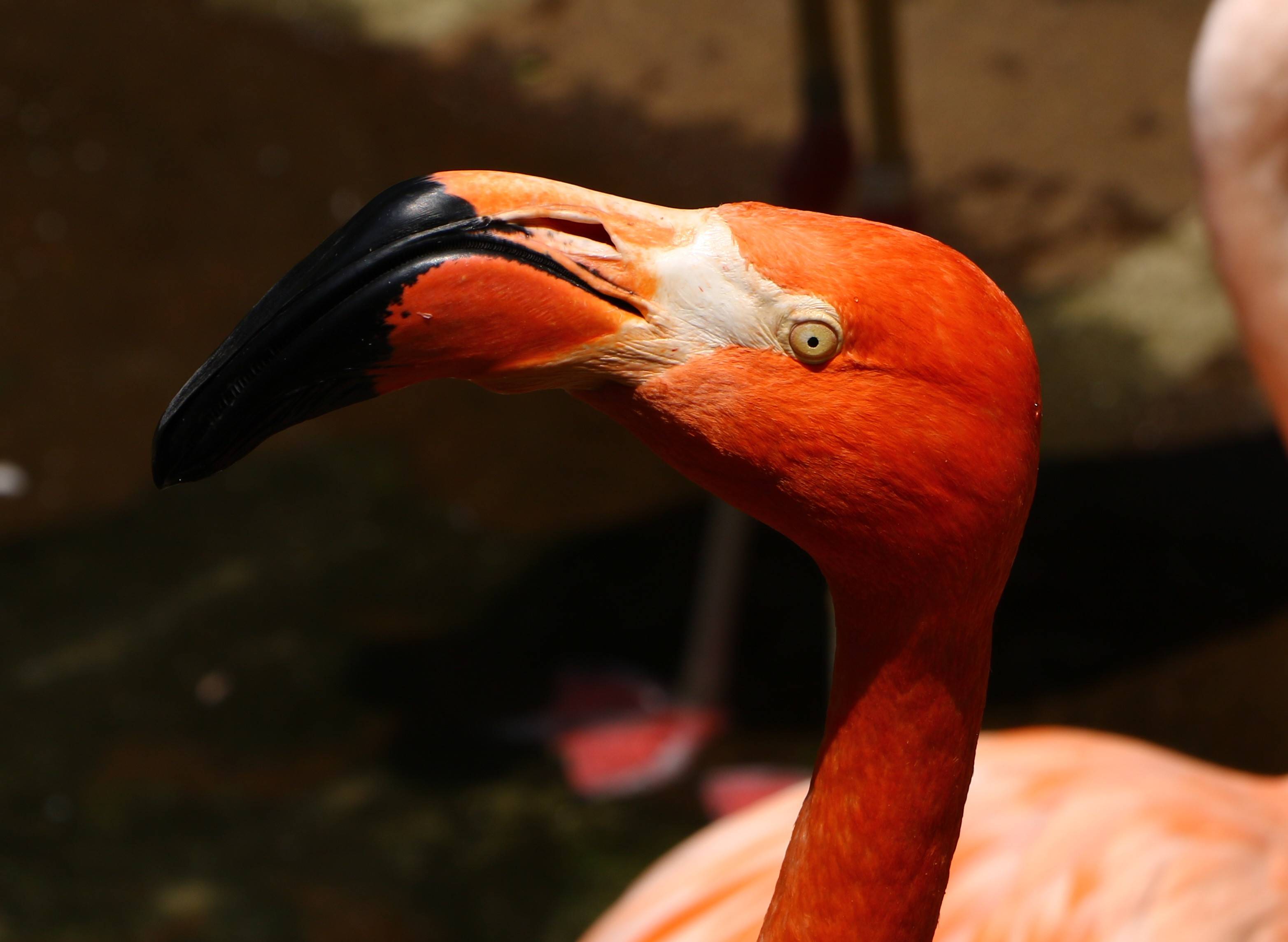 見分け方 動物トピックス 野毛山動物園公式サイト 公益財団法人 横浜市緑の協会