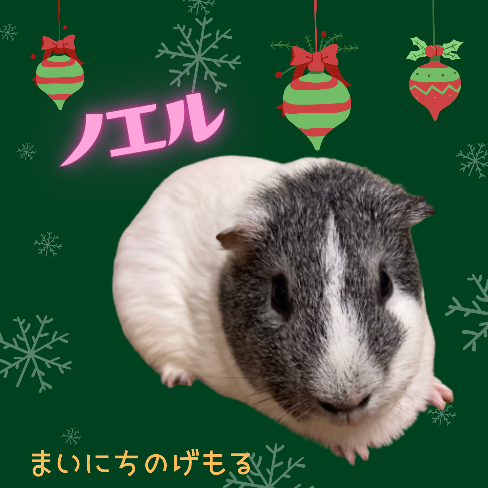 「まいにちのげもる」始めましたの写真