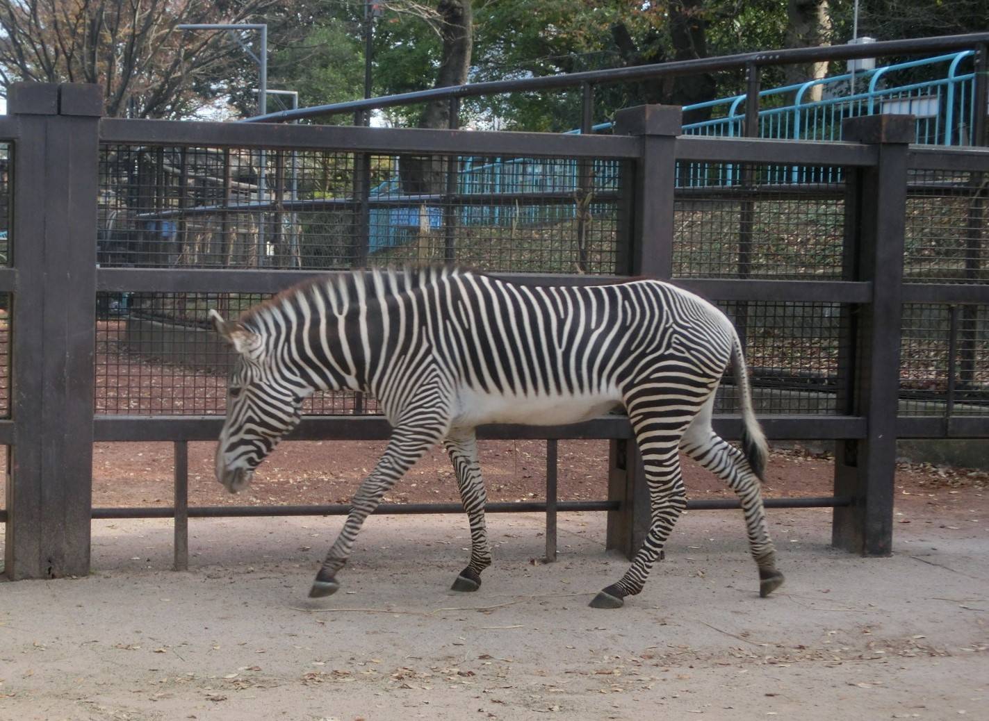 ココロとラッキー、見分け方の写真
