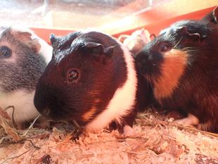 モルモットのお名前~見た目の巻④~