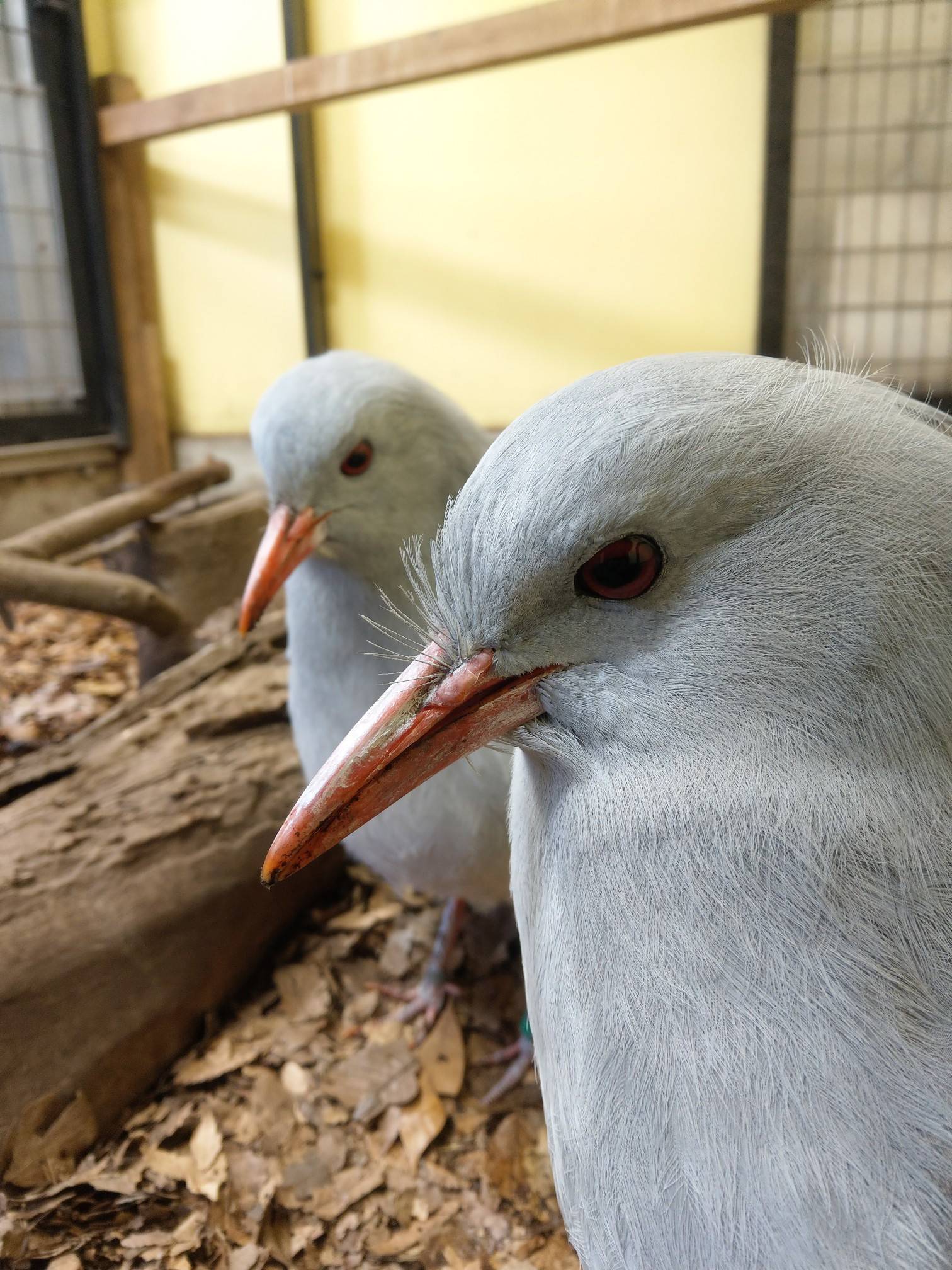 年末のカグーたちの写真
