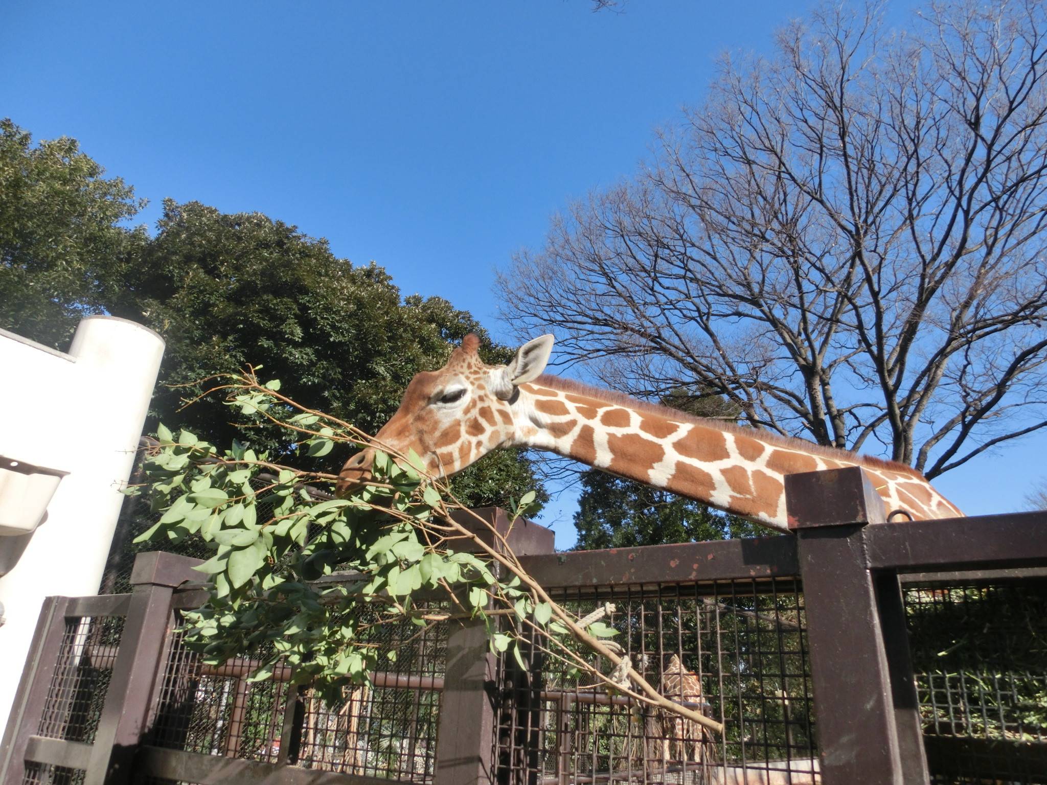 枝祭り開催!の写真