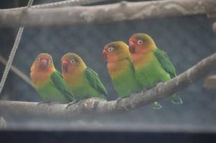 見てみて！インコたち