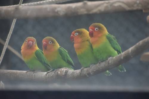 見てみて!インコたちの写真