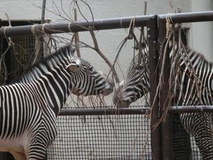 ラッキー、ココロにタッチ！