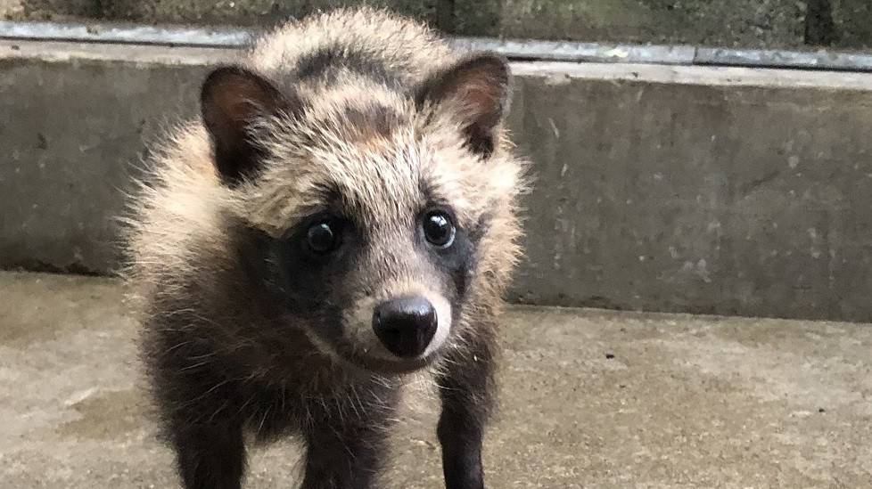 こたぬき成長記録３ 動物トピックス 野毛山動物園公式サイト 公益財団法人 横浜市緑の協会