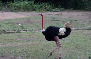 世界ダチョウの日②