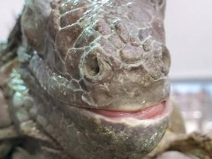 爪を切ってみる