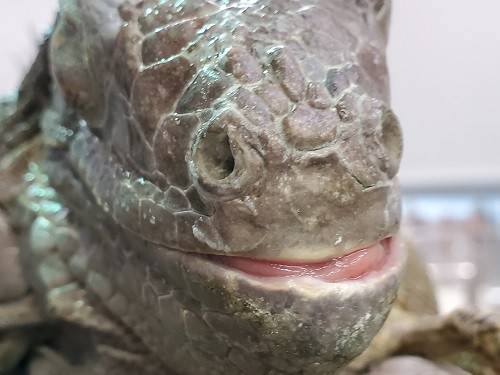 爪を切ってみるの写真