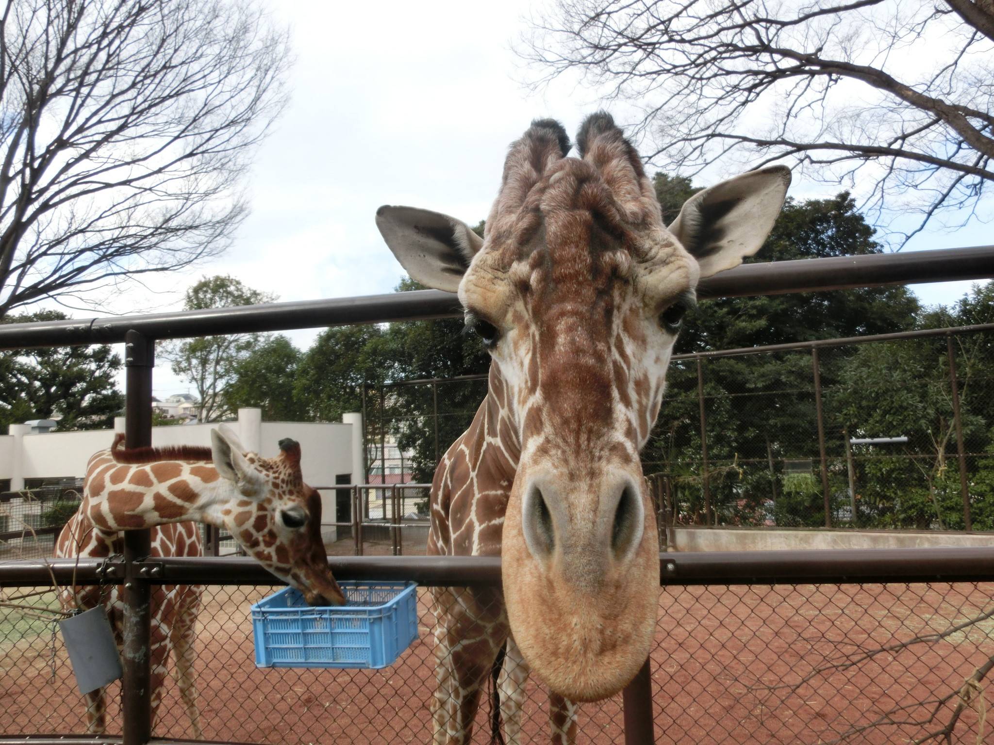 Happy Birthday そら!の写真