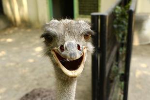 世界ダチョウの日①