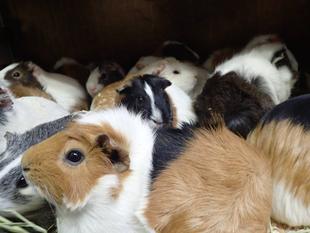 モルモットのお名前~見た目の巻⑤~