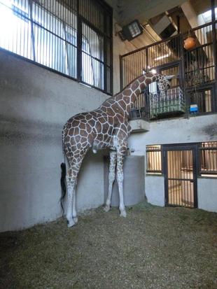 キリンたちへの取り組み②